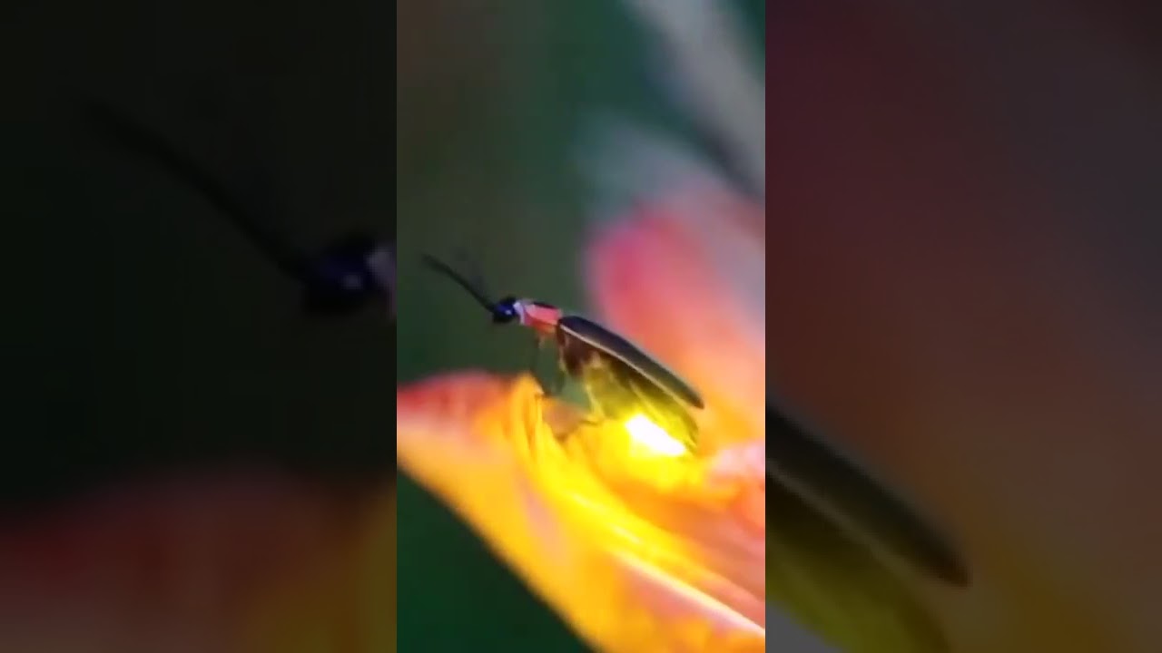 👆반딧불Firefly😎 - Beautiful Gif