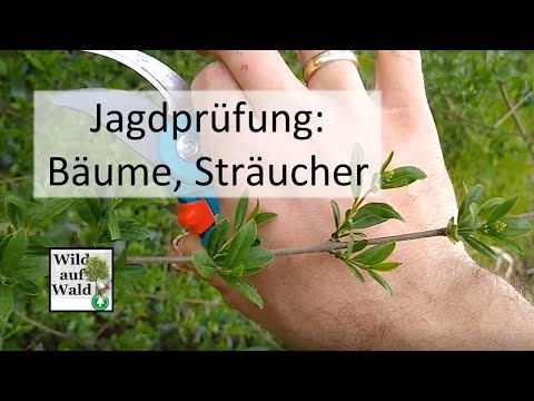 🌲🦌Baum- und Straucharten für die Jagdprüfung erkennen