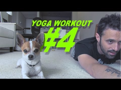 Yoga with a chihuahua #4