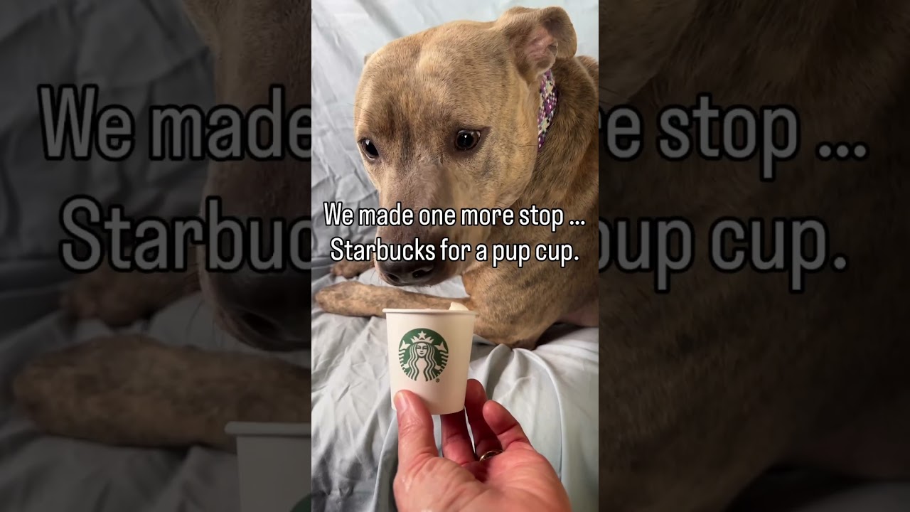 Enlarge Blondie, a Adoptable Pit Bull Terrier in Newport, NC video 6/6
