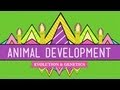 Animal Development We Re Just Tubes Crash Course Biology 16