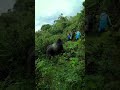 A massive silverback gorilla moves through the jungle past tourists #animals #danger #photographer