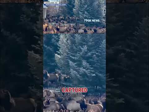 WHAT THE HERD?!: Massive Elk herd takes over backyard #shorts #foxnews #us #news