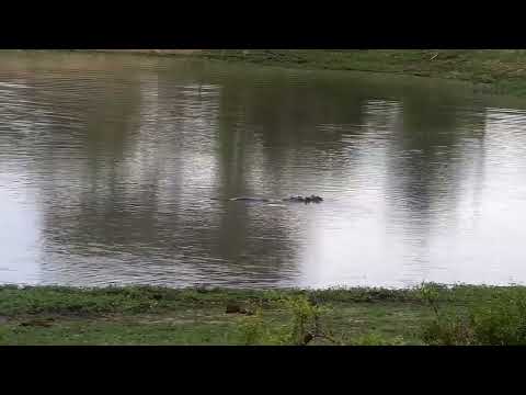 Djuma: Hippo antics along with a barrel roll - 17:12 - 11/08/2022