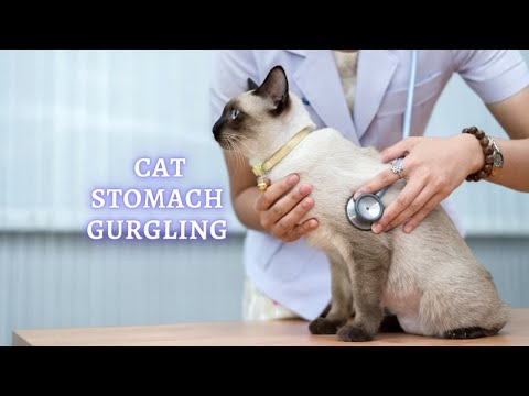 How to Relieve Cat Stomach Issues