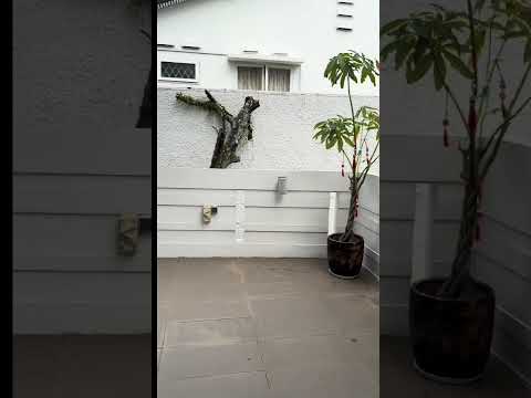 20 Sunset Vale, Clement, NUS, Holland Village, Beautyworld, Bukit Timah, 20 Sunset Vale, Clementi Park, 4 Bedrooms, 4,036 sqft, Detached House For Rent, by Yi Yun Shone Zhang, 25618582 - PropertyGuru.com.sg