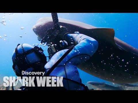 サメがダイバーからカメラを盗む｜シャークウィーク (Shark Steals Camera from Diver | Shark Week)