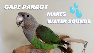 Cape Parrot Mimicking Water Sounds