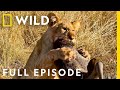 Wildlife Wars: Nature's Most Epic Brawls (Full Episode) | Animal Fight Night