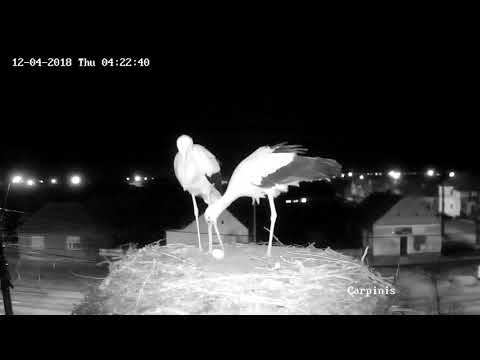 Barza albă, Cărpiniș | 2018.04.12 | Cris mută oul la marginea cuibului