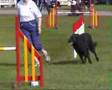 WBSDA 2008 Large Grades 1 2 3 4 Special ABC Jumping