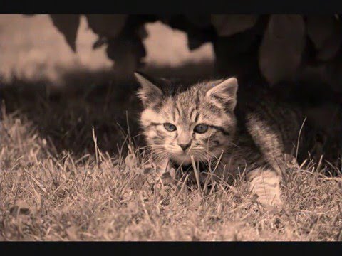 Videoclip de RS & RS — Renaud
