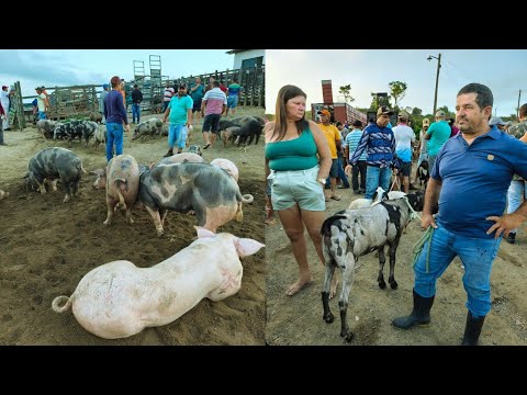 FEIRA DO BODE E SUÍNO DE JOÃO ALFREDO PE 09/03/2026 SÓ OS MELHORES