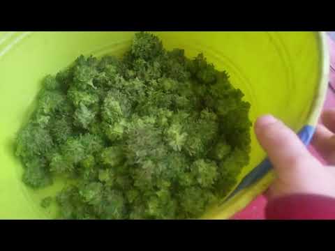 Zkittlez Harvest: Part 1