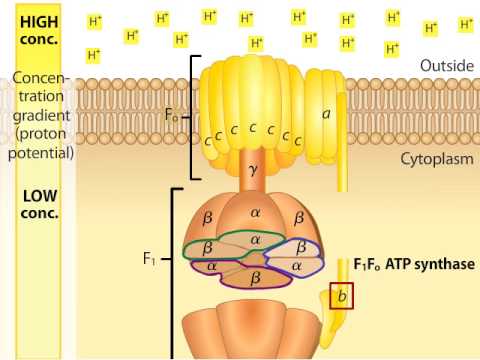 ATP Synthase