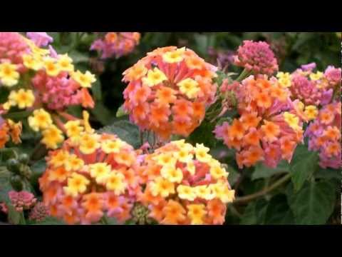 FLORES DE BAT YAM (Full HD)