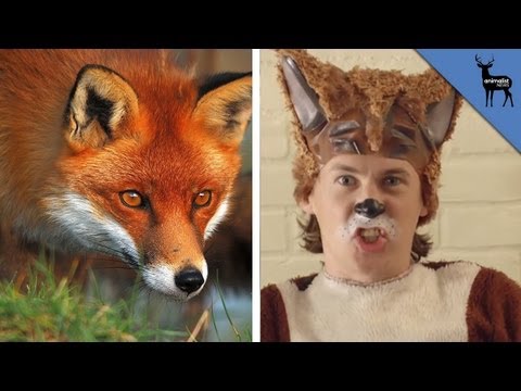 Funny animal videos - What does the fox say ? (THE REAL ANSWER)