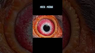 Download lagu Jenis Mata Merpati #shorts #pigeon mp3