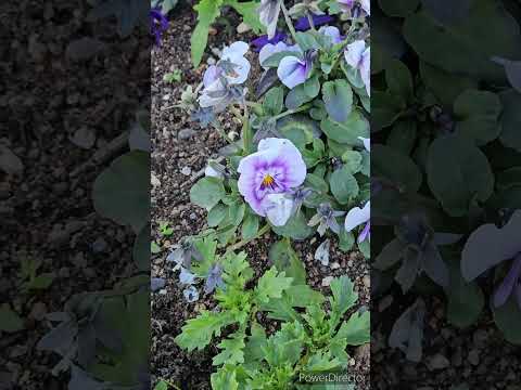 どの花が蝶を最も惹きつけるでしょうか?彼らの好きな色は何ですか?  庭園