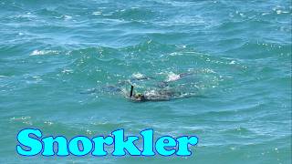 Snorkeller - Hope Cover 20260515