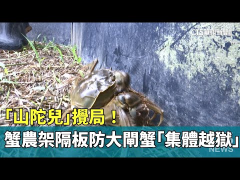 「山陀兒」攪局！　蟹農架隔板防大閘蟹「集體越獄」