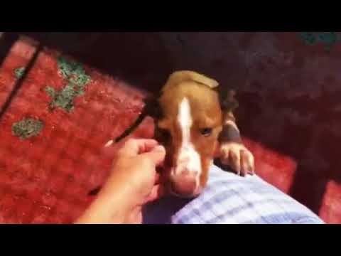 Juegos entre jaulas...