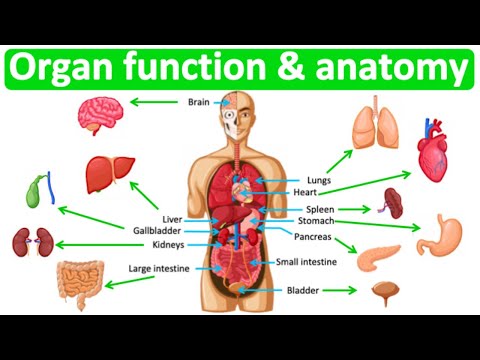 Major organ functions & anatomy 👫| Quick & easy learning video