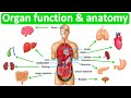Major organ functions & anatomy 👫| Quick & easy learning video