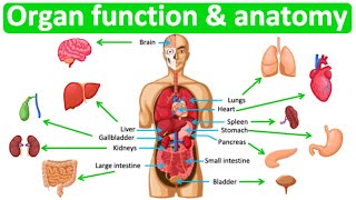 Major organ functions & anatomy 👫 Quick &am