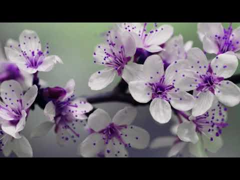 Puiu Chibici - Cobori Isuse