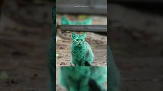 Download lagu Bulgaria's Green Cat Stuns the Locals! 🟢🙀 mp3