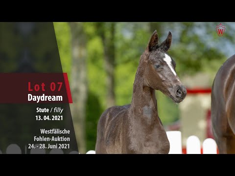 Westfälische Fohlen-Auktion Lot 7 Daydream Stute v. Dancier Gold - Sir Donnerhall I