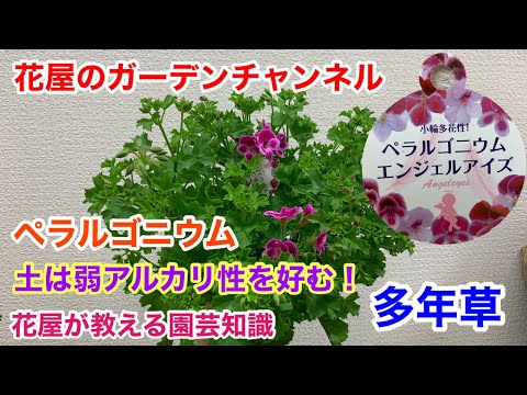 春にペラルゴニウムを剪定する方法 テクニック 健康的な剪定を使用する 軽い大胆な剪定