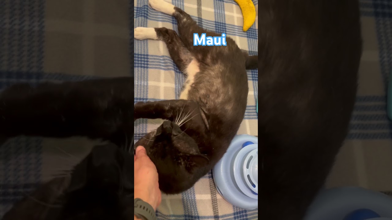 Maui (super social) WATCH Video, a ADOPTABLE Domestic Short Hair in Port Orange, FL video 3/6
