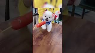 Download lagu Bengali Dog Giggle Bonanza | #indiamemes #funnymoment #funnyreel mp3