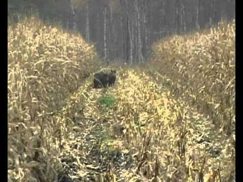 Grosse Schweinerei beim Mais dreschen, Wildschwein