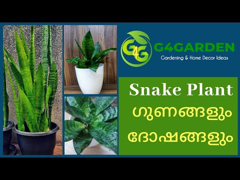 , title : 'Snake Plant[Sansevieria]Care, Propagation and Importance in Malayalam/Best Indoor plant/ sansevieria'