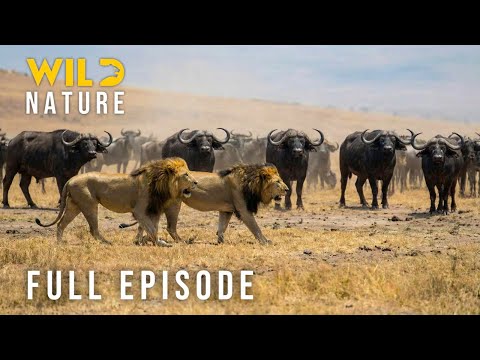 GIANT'S FIGHT – Blood, Sweat, and Primal Survival (Full Episode) | Nature animal documentary