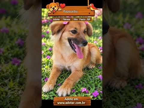 Vídeo de Raposinha