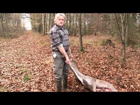 Spotkałem myśliwych -  odcinek 76  Cielak i dzik