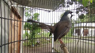 Download lagu Pancingan POKSAY HONGKONG gacor dan suara poksay betina mp3