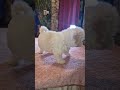 Bichón Bolonés cachorro en venta