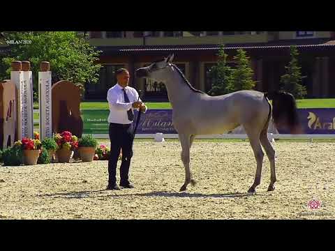 N.8 AL KAJIDA - Milan 2020 Arabian Horse Show - Yearling Fillies (Class 1B)