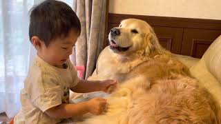 ソーマくんはゴールデンレトリバーのアリアが大好き goldenretriever loves children #dog #children
