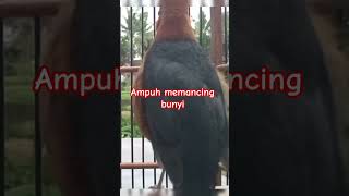 Download lagu Pancingan anis merah plong mp3