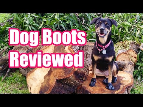 Mutt Dog takes Pawz Dog Boots Out for a Test! - Review, Pros & Cons