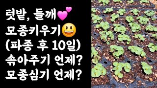들깨 모종 키우기???? 파종 후 10일 솎아주기 언제? 정식적기? 왜?