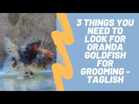 , title : '3 Things You Need to Look for Oranda Goldfish  - Taglish'