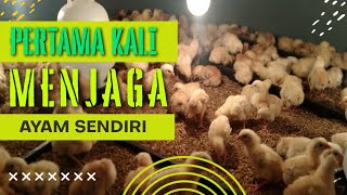 Download lagu CARA TERNAK AYAM EPISOD 1 mp3 Download lagu CARA TERNAK AYAM EPISOD 1 mp3