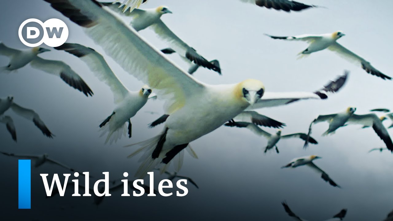 Biodiversity in the British Isles | DW Documentary